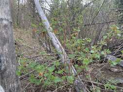 Image de Rubus neomexicanus A. Gray