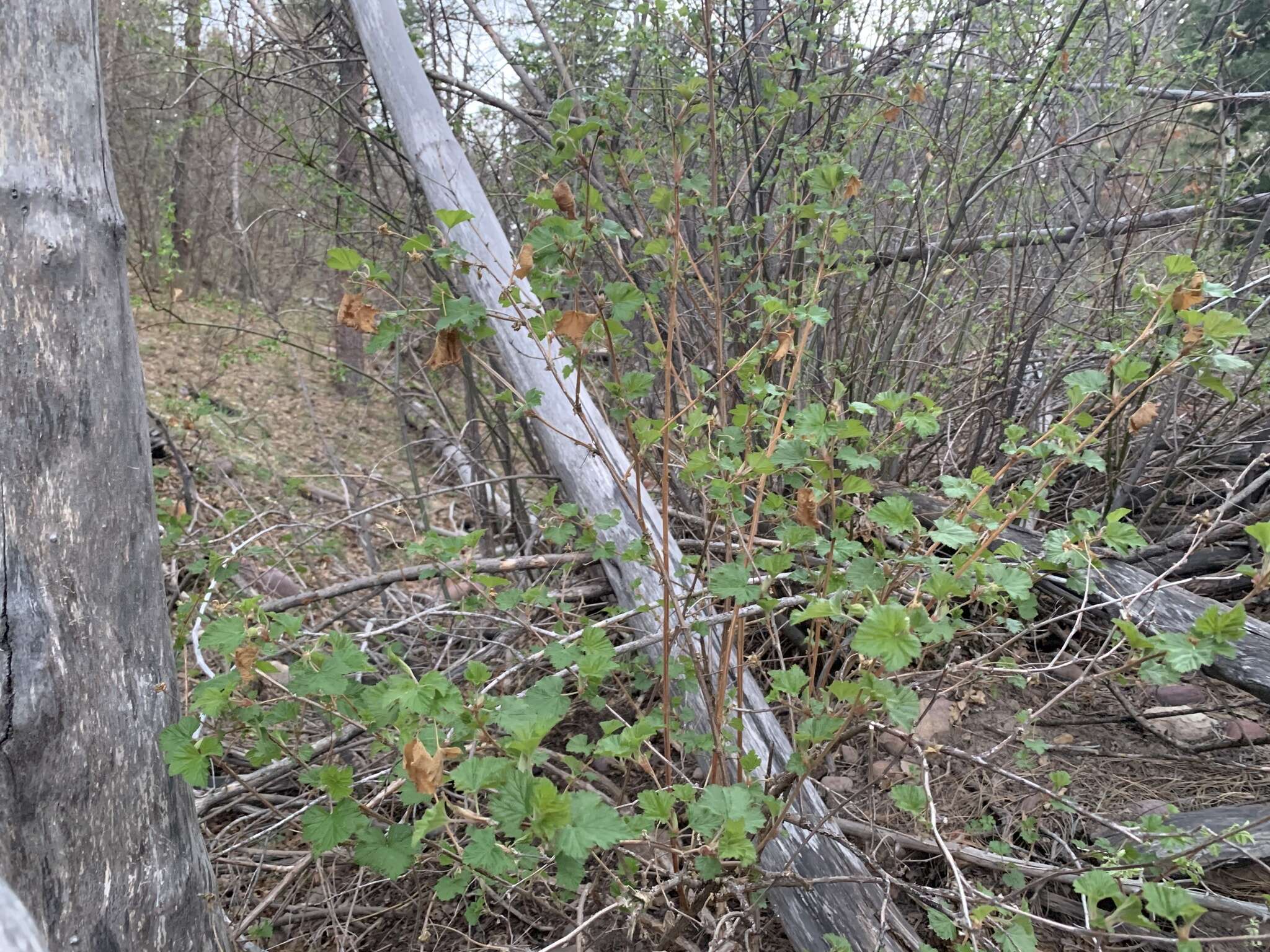 Image de Rubus neomexicanus A. Gray