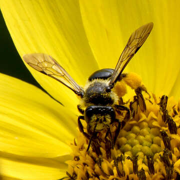 Image of Andrena aliciae Robertson 1891