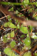 Imagem de Drosera hamiltonii C. R. P. Andrews