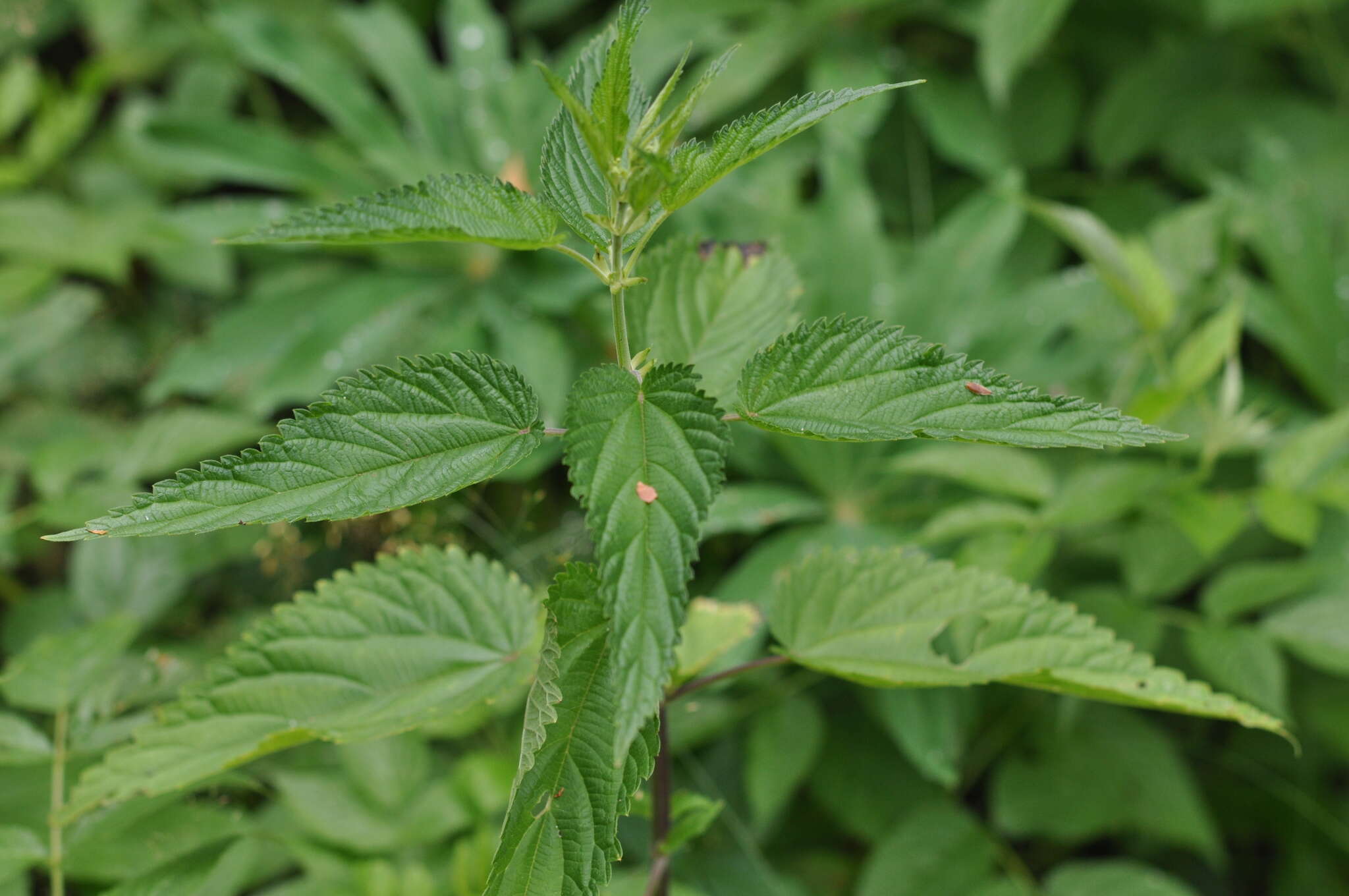 Image of Urtica dioica subsp. pubescens (Ledeb.) Domin