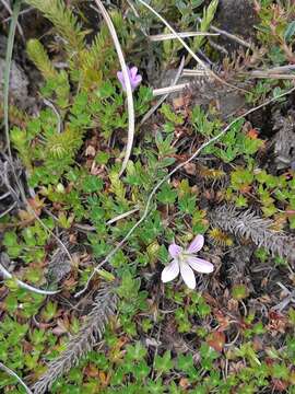 Image of Geranium sibbaldioides Benth.