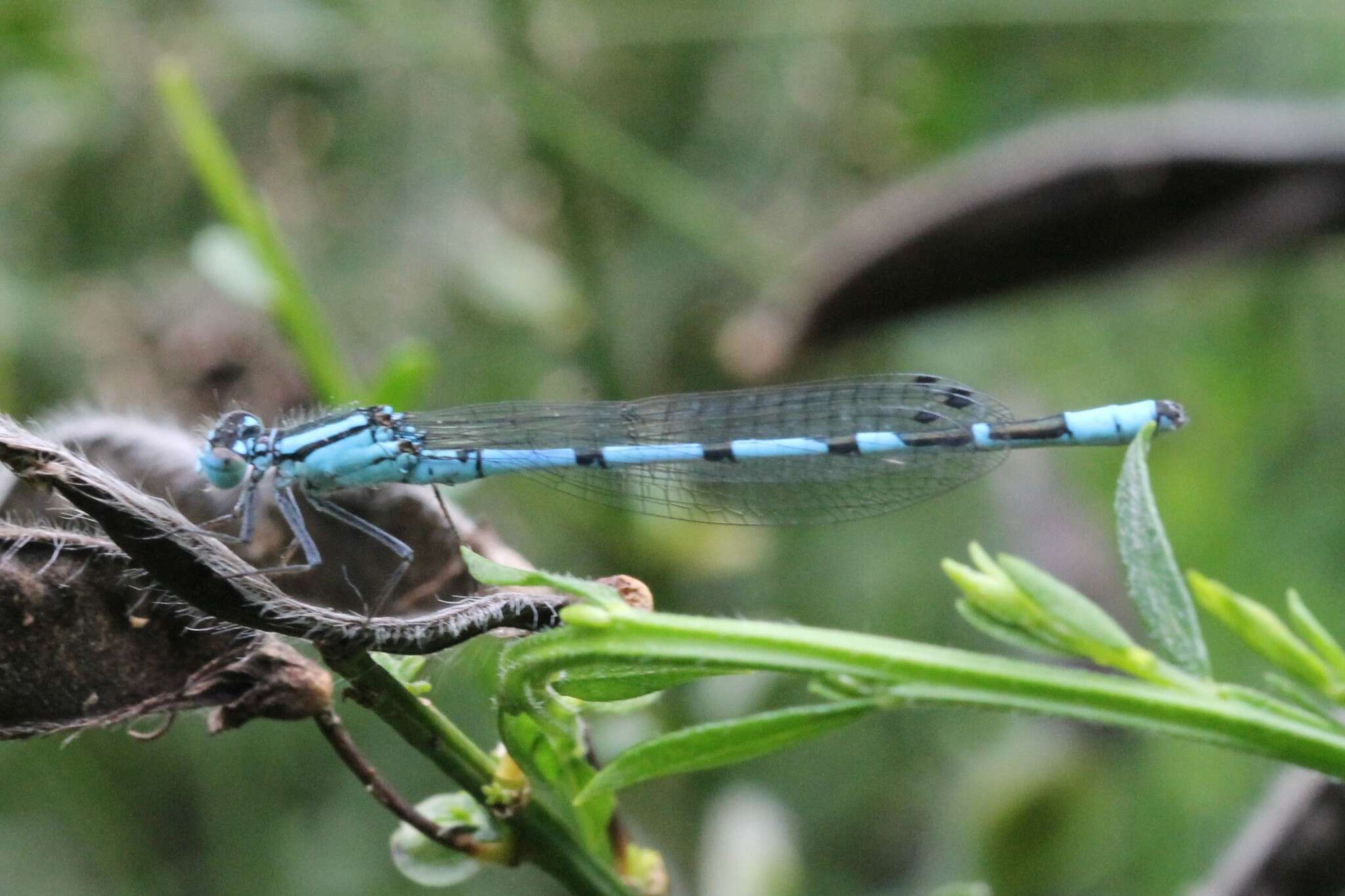 Image of Common Blue Damselfly