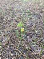 Image of Savannah Milkweed