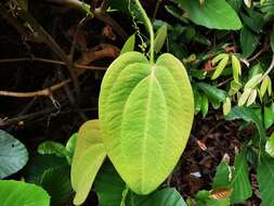 Image of Smilax setosa Miq.