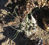 Image of Albuca caudata Jacq.