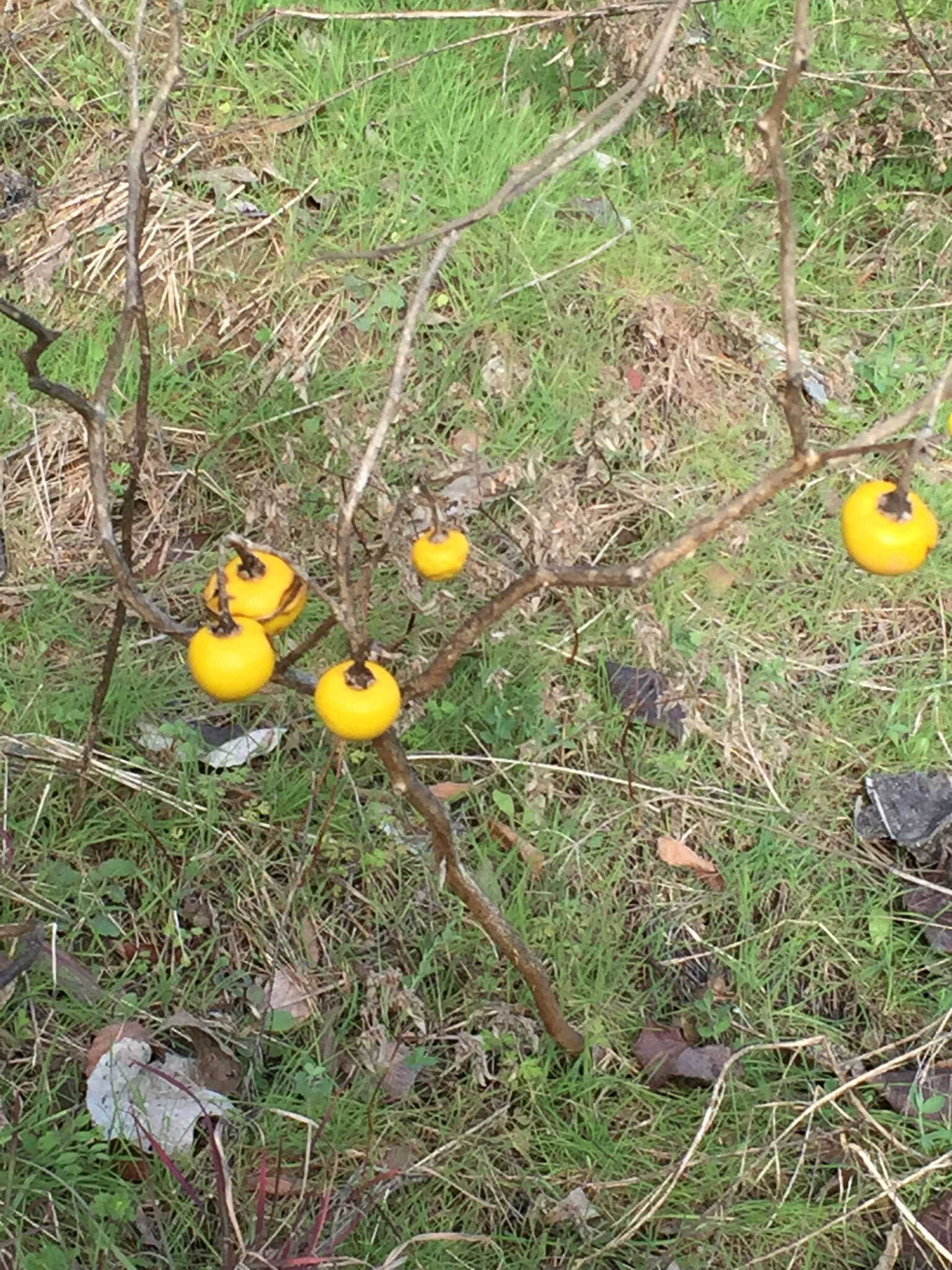 Imagem de Solanum dimidiatum Rafin.