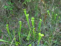 Image of Yellow pitcher plant