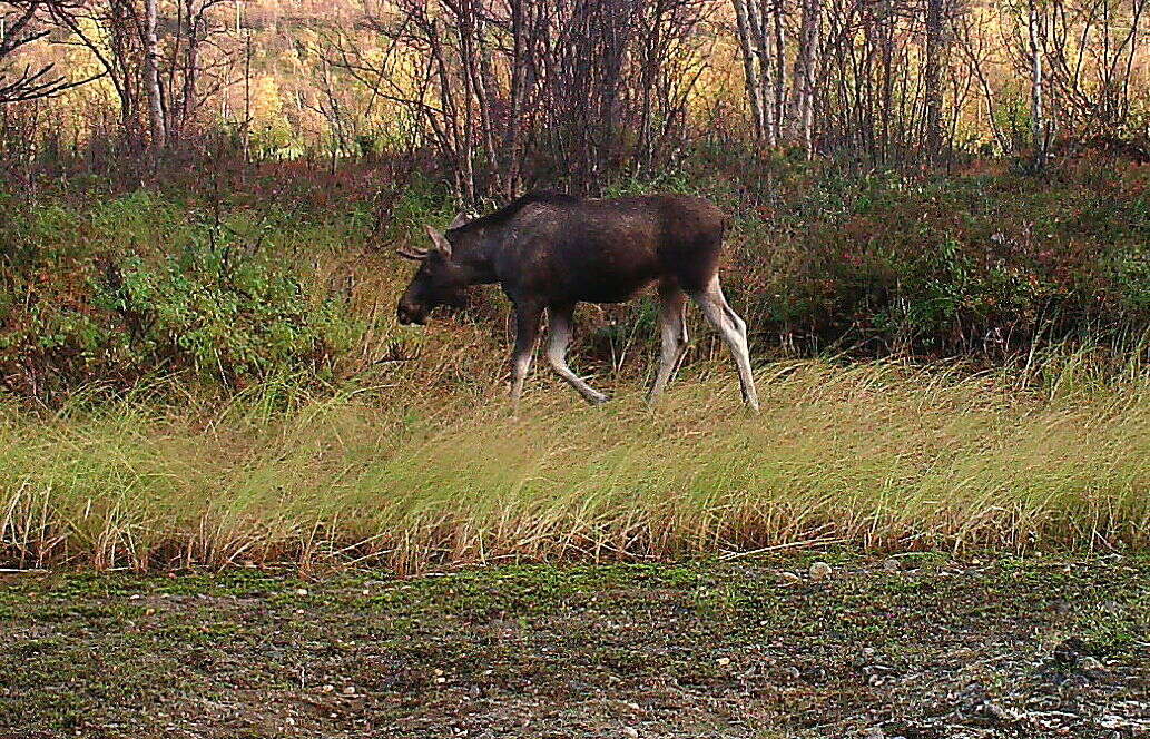 Image of Elk