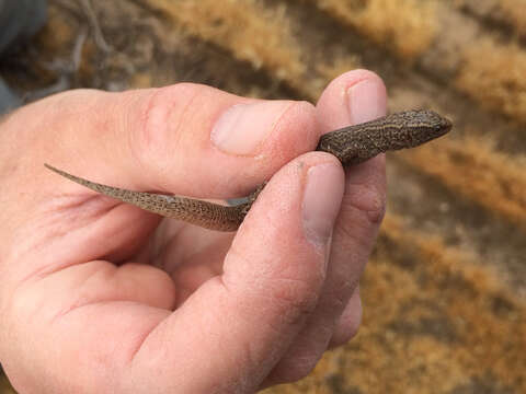 Image of night lizards