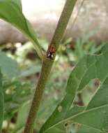 Imagem de Cyphonia trifida Fabricius