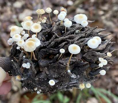 Слика од Strobilurus conigenoides (Ellis) Singer 1962