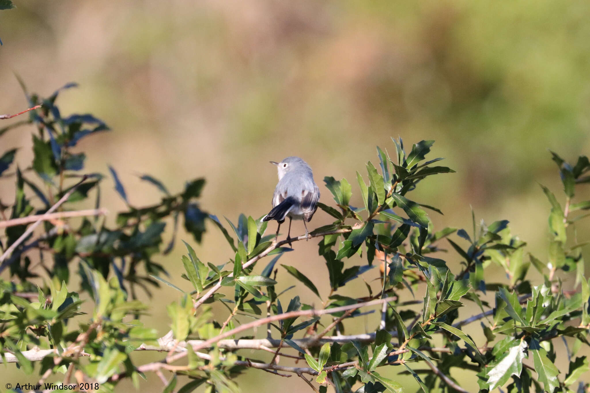 Image of Polioptila caerulea caerulea (Linnaeus 1766)