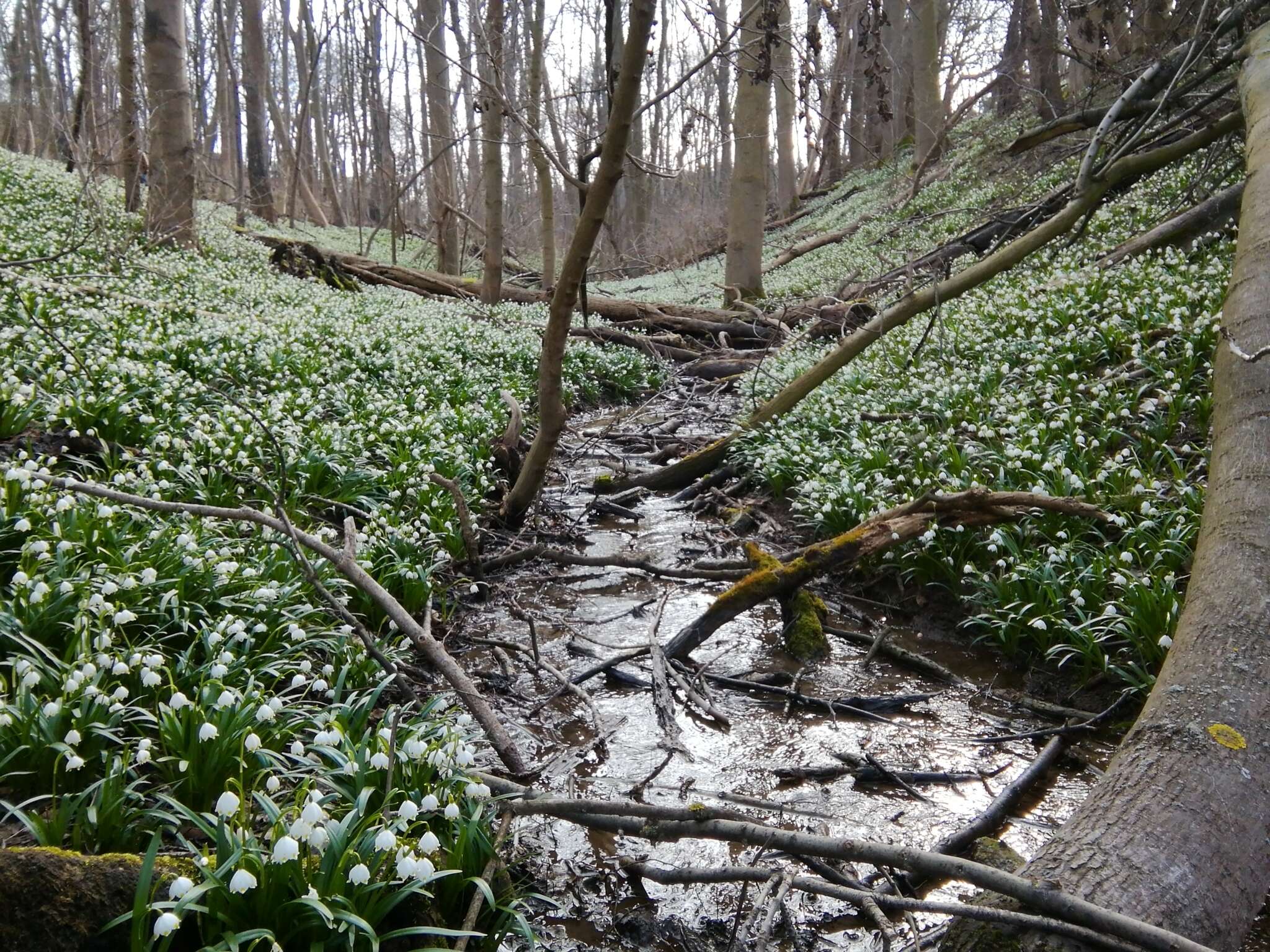 Image of Spring Snowflake