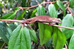 Image of Blemished Anole