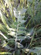 Image de Oxytropis adamsiana (Trautv.) Jurtzev