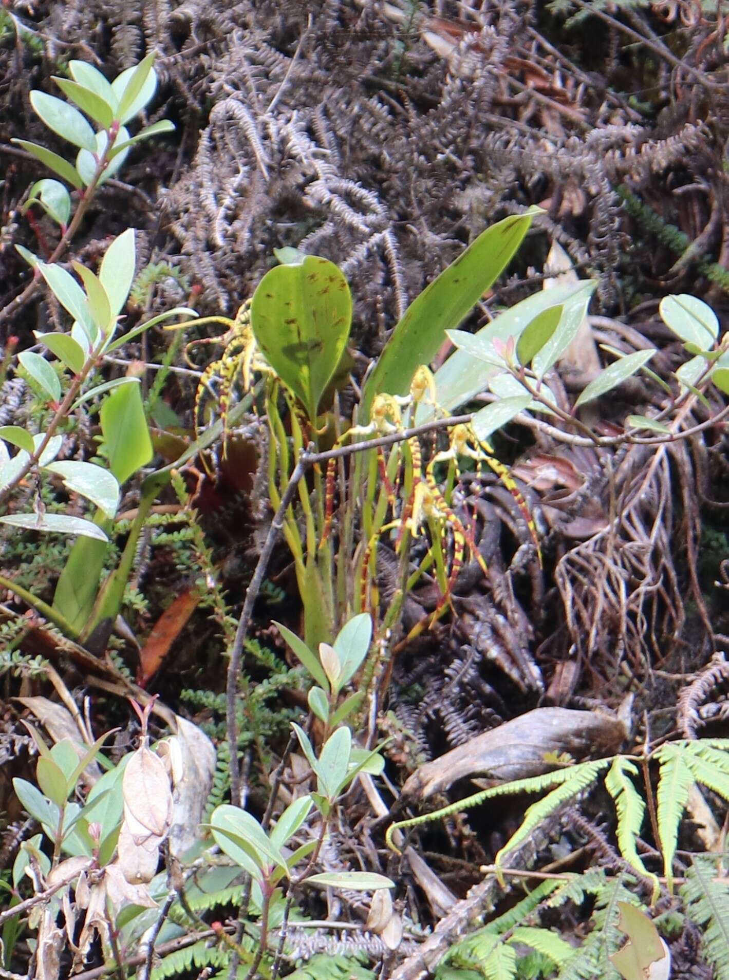 Image of Maxillaria speciosa Rchb. fil.