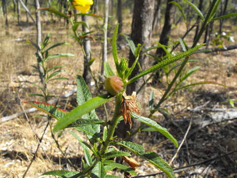 Imagem de Hibiscus divaricatus R. Grah.