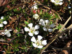 Image of flowering pixiemoss