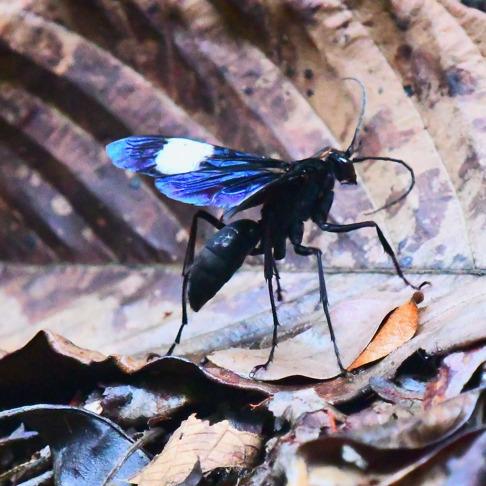 صورة Hemipepsis speculifer