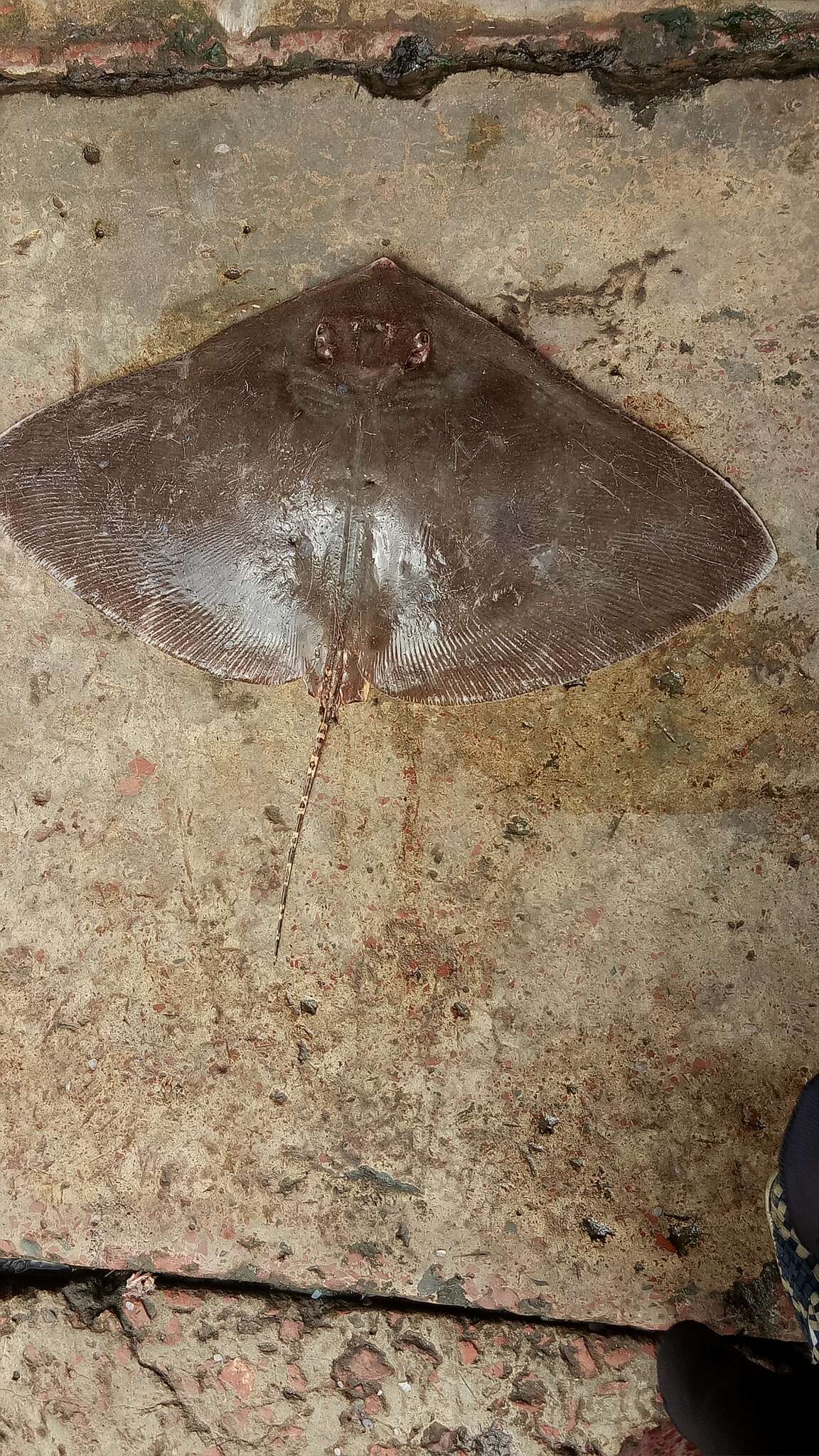 Image of Longtail Butterfly Ray