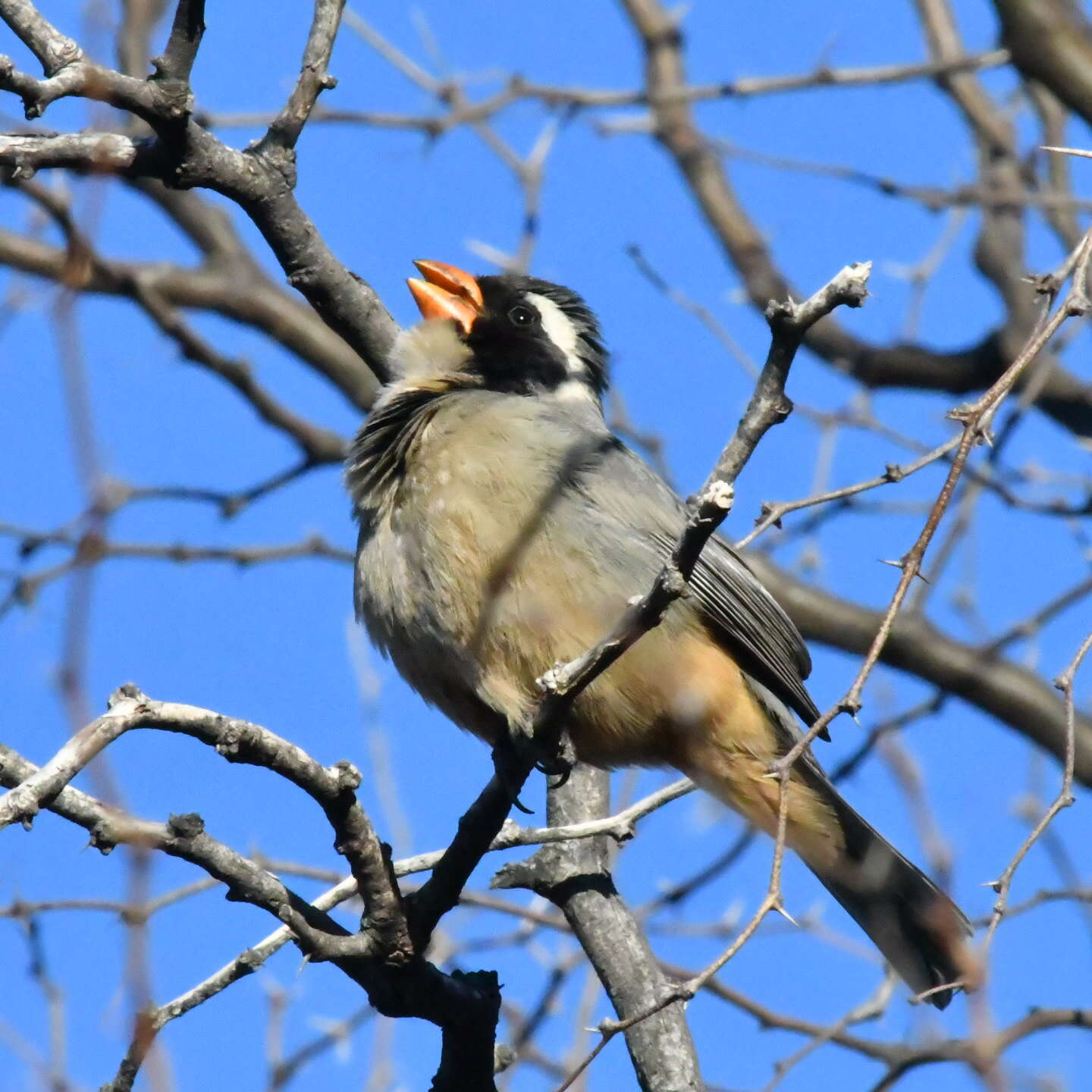 Image of Golden-billed Saltator