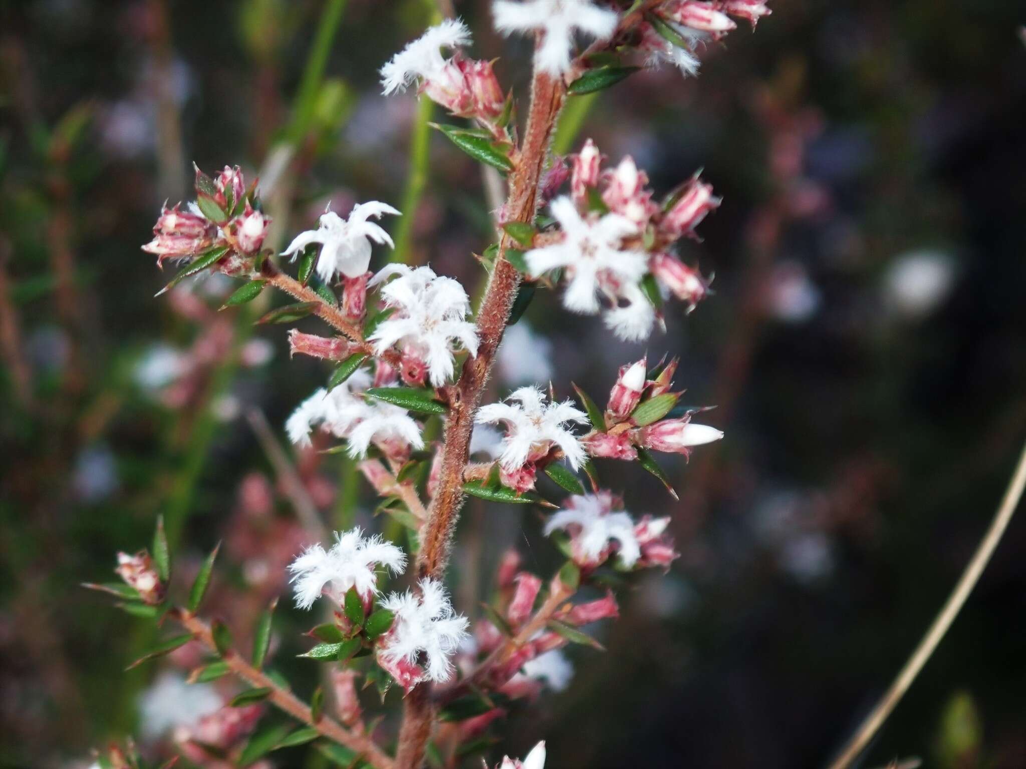 Image of Leucopogon recurvisepalus C. T. White