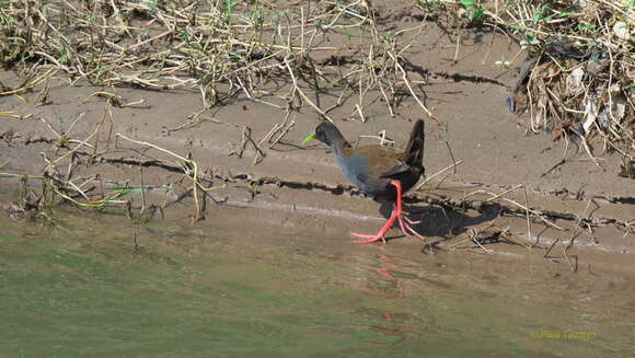 Image of Plumbeous Rail