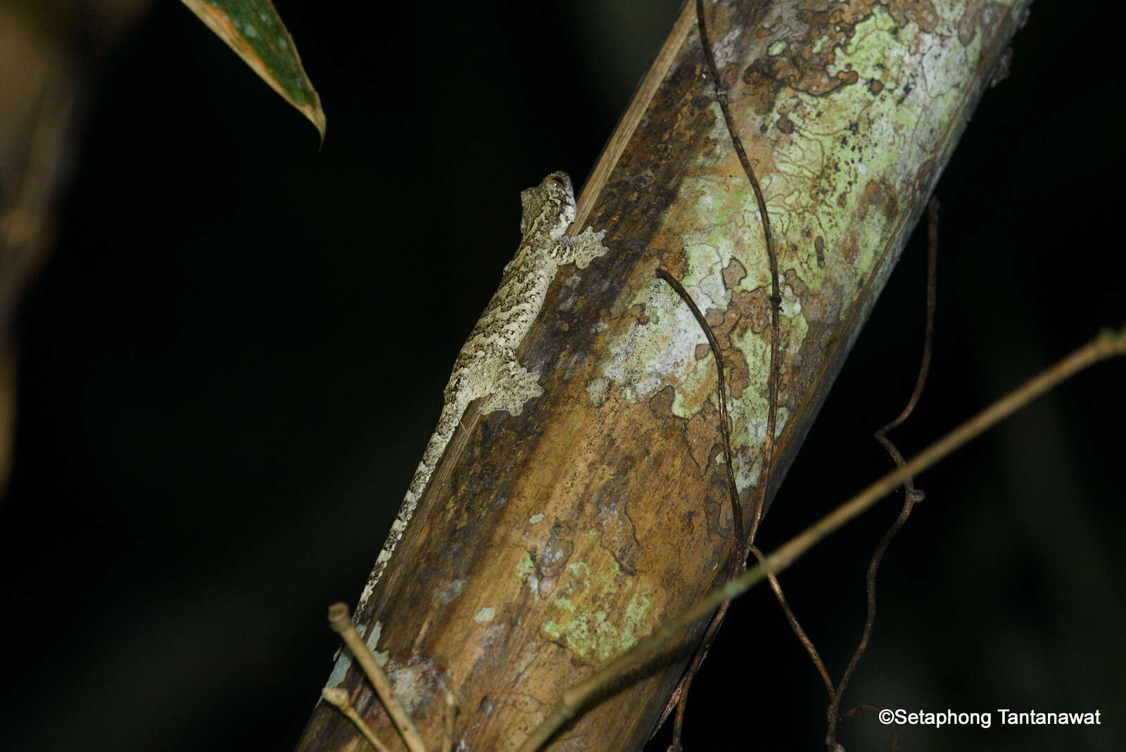 Gekko kaengkrachanense (Sumontha, Pauwels, Kunya, Limlikhitaksorn, Ruksue, Taokratok, Ansermet & Chanhome 2012)的圖片