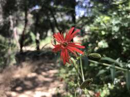 Image de Silene laciniata subsp. laciniata