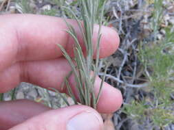 Image of Ericameria nauseosa var. bernardina (H. M. Hall) G. L. Nesom & G. I. Baird