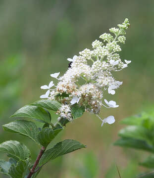 Image of panicled hydrangea