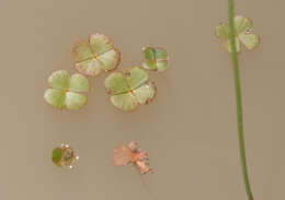 Image of hairy waterclover