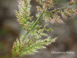 Слика од Polypogon fugax Nees ex Steud.