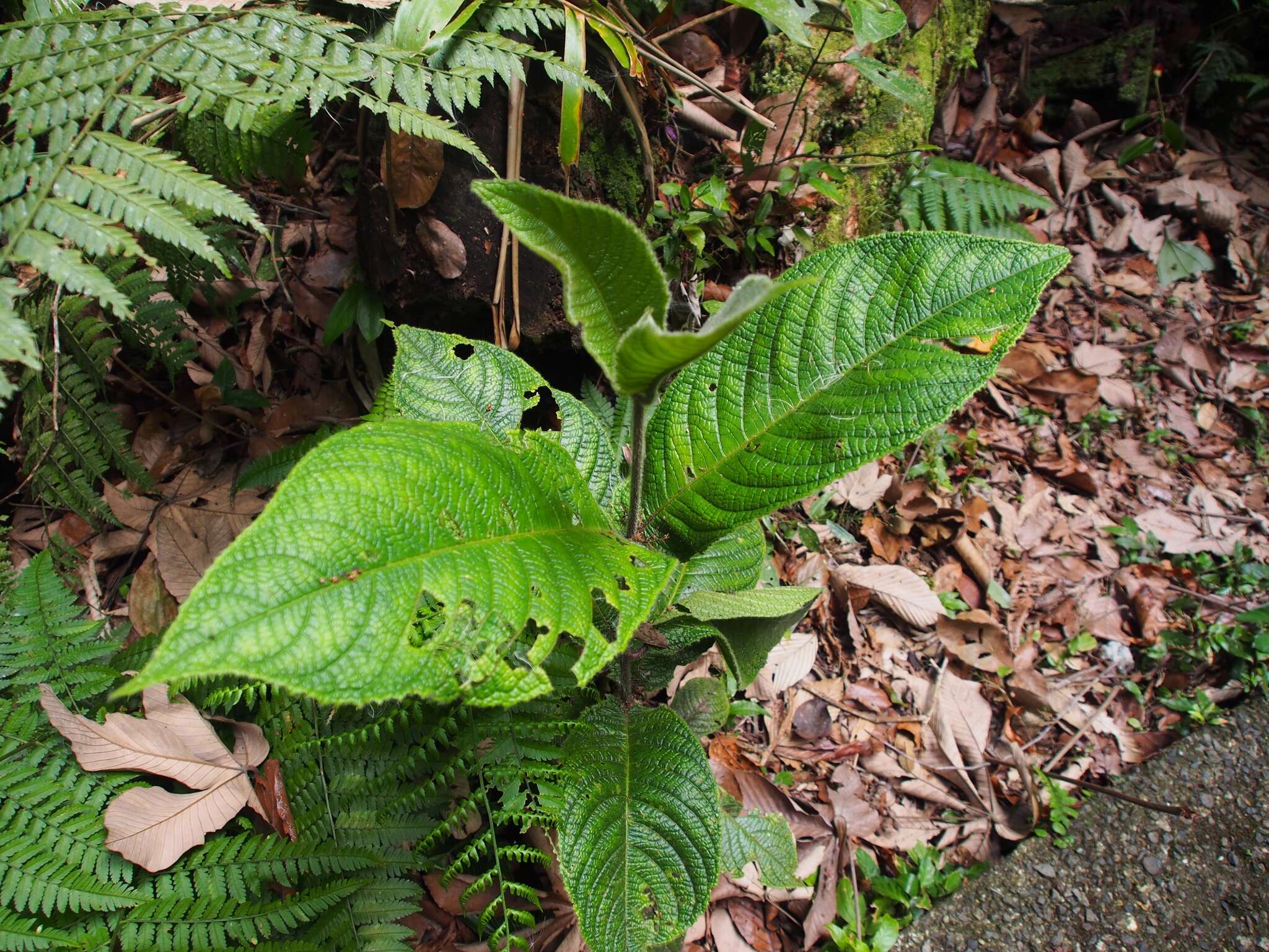 Image of Siparuna grandiflora (Kunth) Perkins