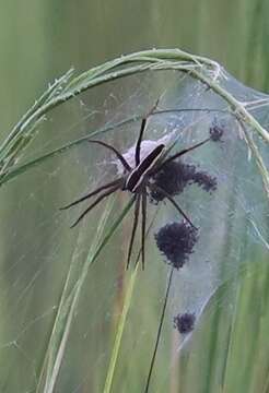 Plancia ëd Pisaurina brevipes (Emerton 1911)