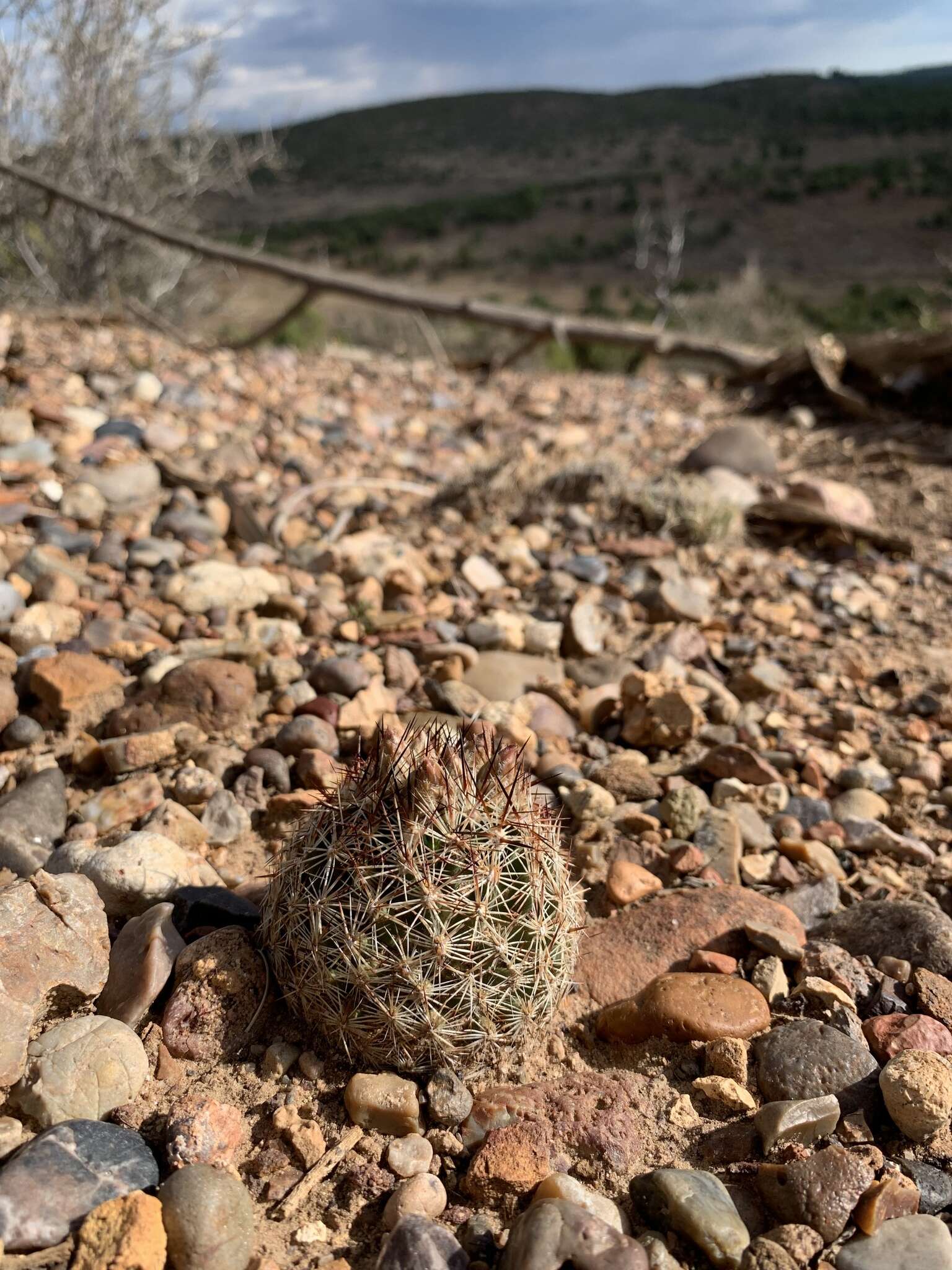 Image of Pincushion Cactus