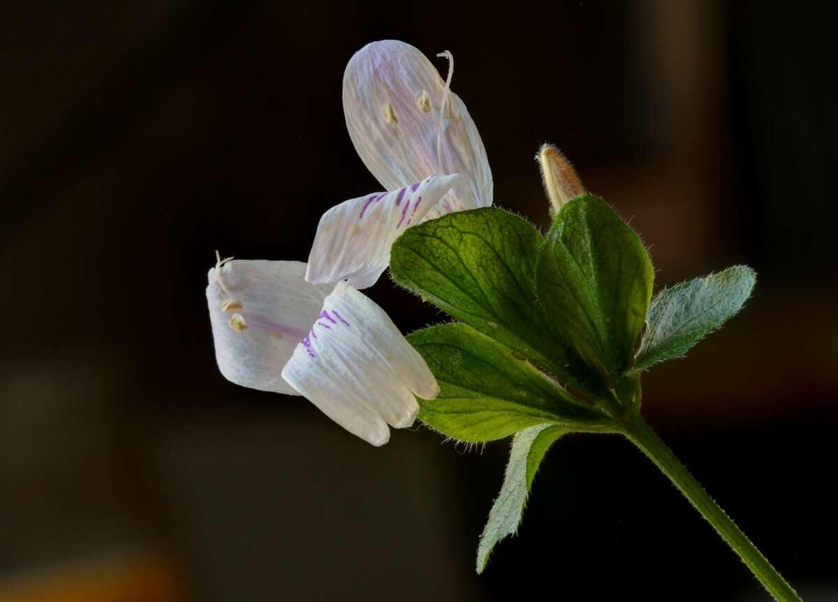 صورة Hypoestes triflora (Forssk.) Roem. & Schult.