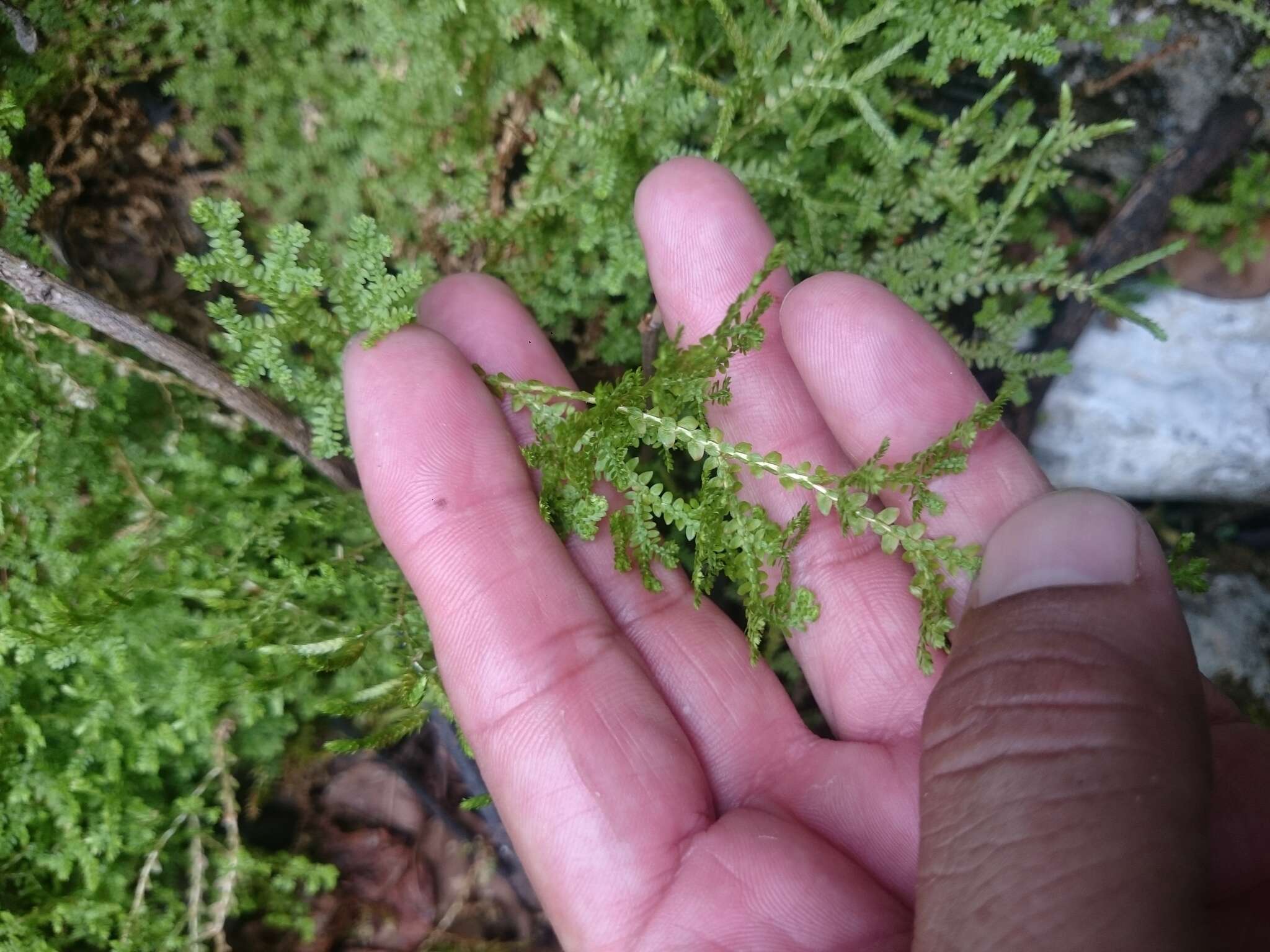 Image of Selaginella delicatissima Linden