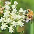 Martinapis luteicornis (Cockerell 1896) resmi