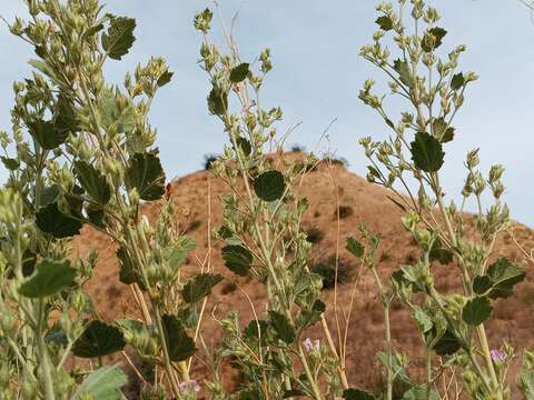 Imagem de Malacothamnus marrubioides (Dur. & Hilg.) Greene