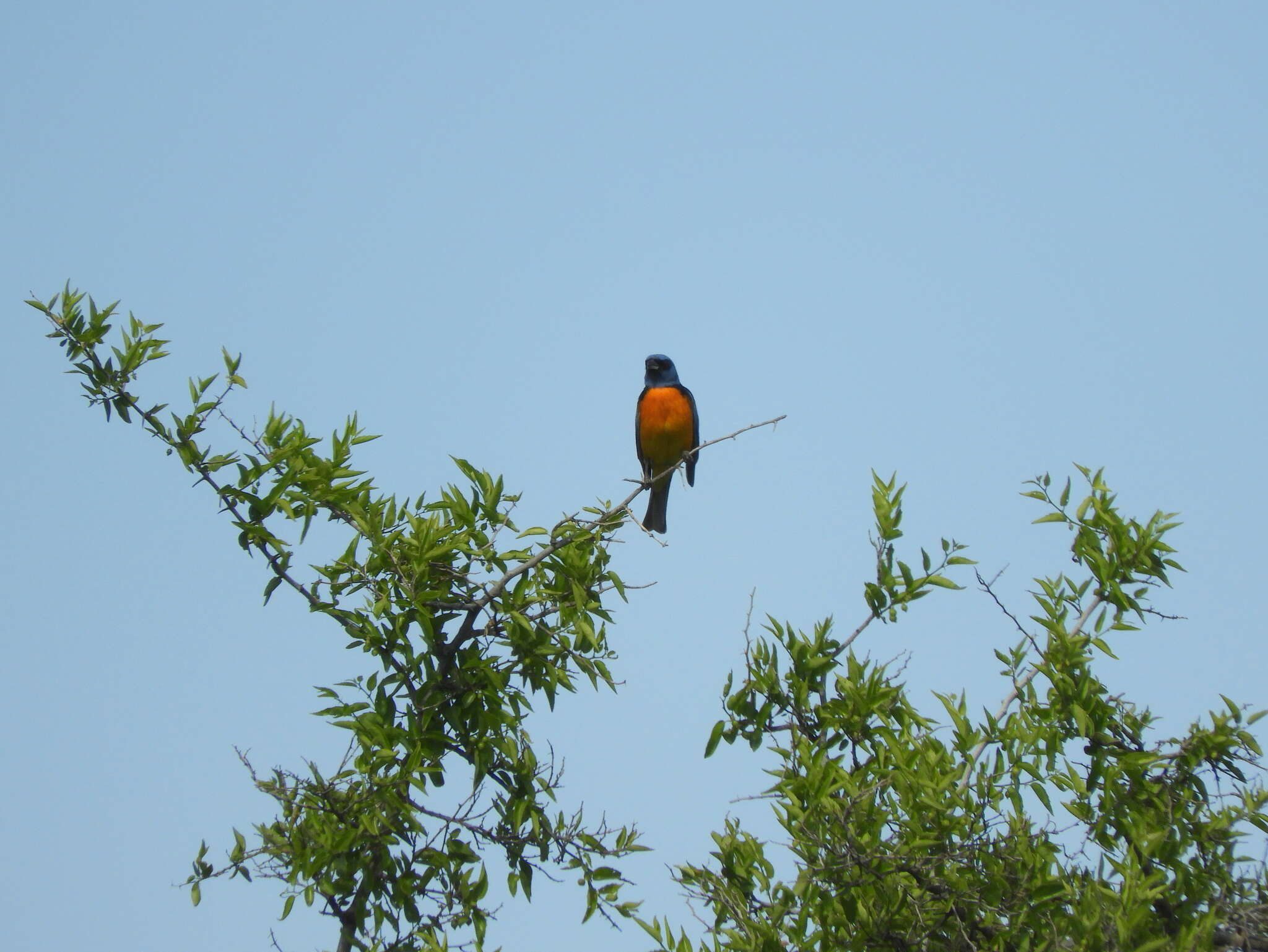 Image of Blue-and-yellow Tanager