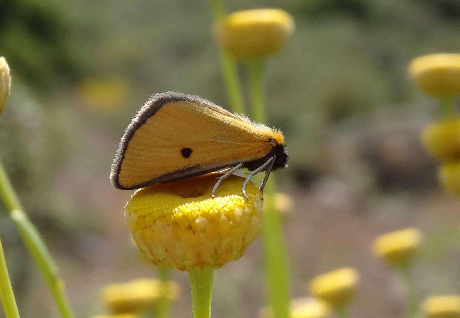 Image of Heliothea discoidaria Boisduval 1840