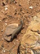 Image of Western three-striped skink