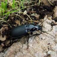 Image of Pterostichus (Platysma) niger (Schaller 1783)