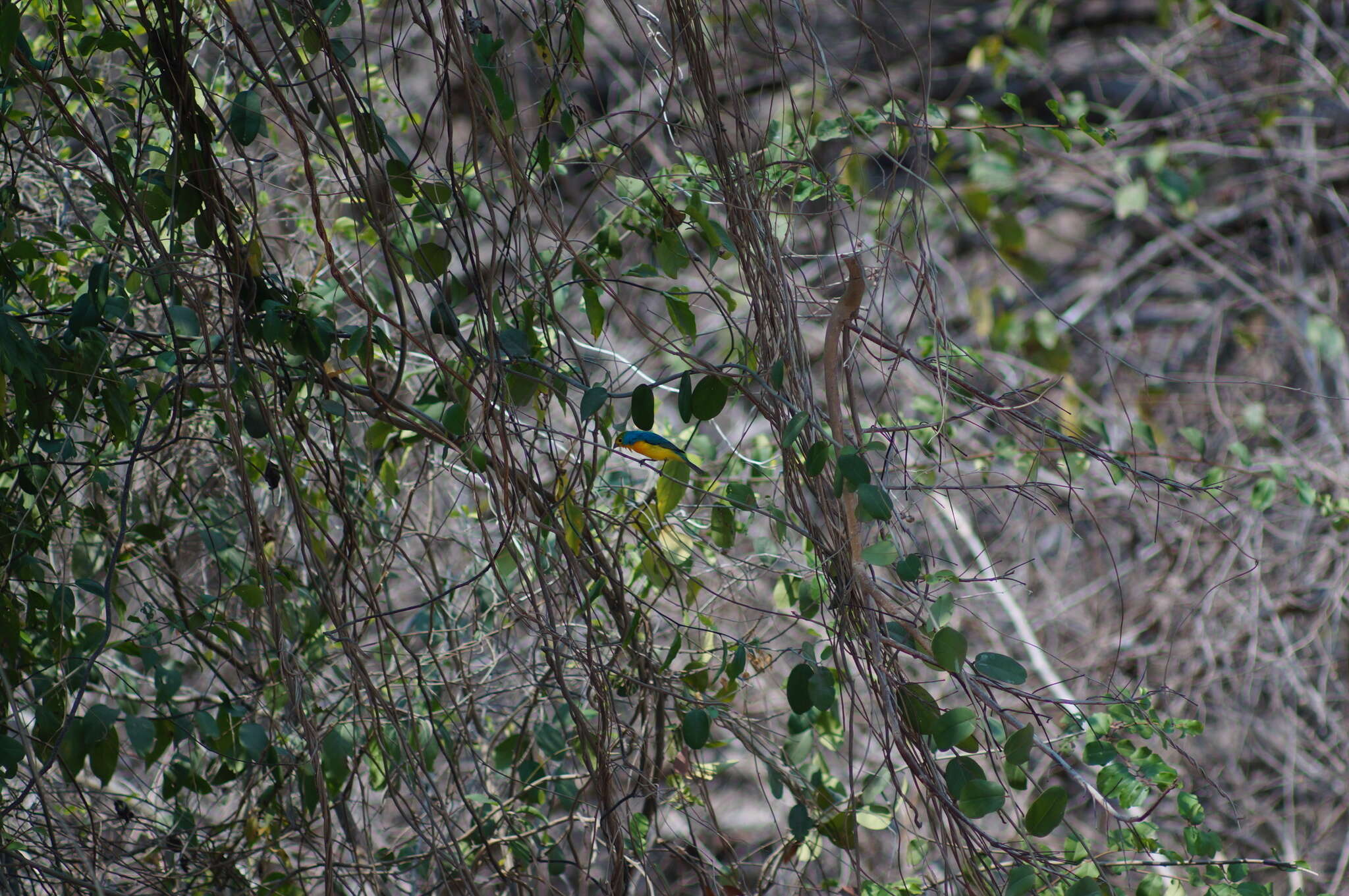 Image of Orange-breasted Bunting