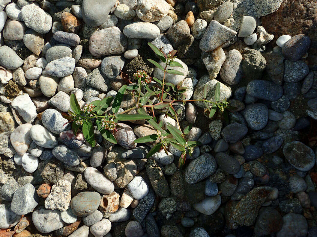 Слика од Euphorbia hypericifolia L.