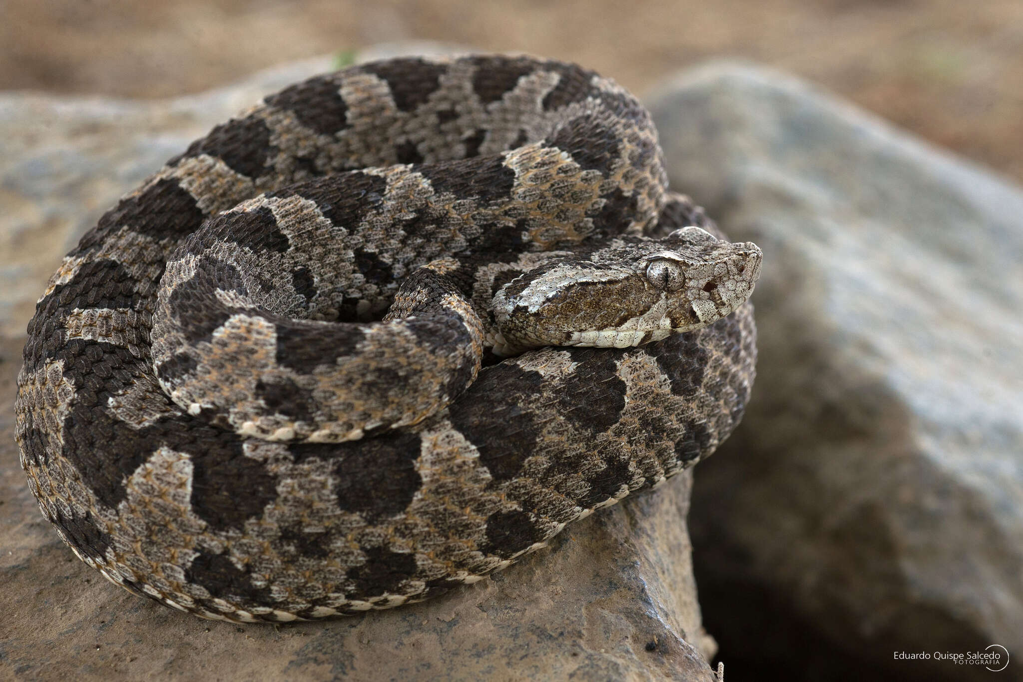 Image of Desert Lancehead