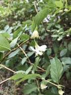 Imagem de <i>Lonicera purpusii</i>