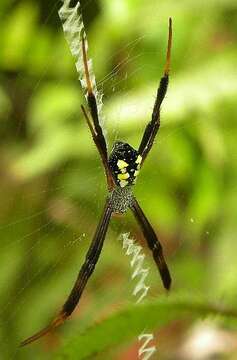 Image of Argiope halmaherensis Strand 1907